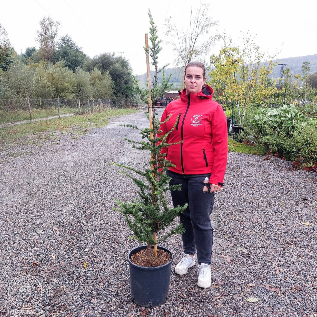 Obrázok Céder atlantský (Cedrus Atlantica) - výška 140-160 cm, kont. C18L