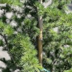 Céder atlantský (Cedrus Atlantica) - výška 140-160 cm, kont. C18L