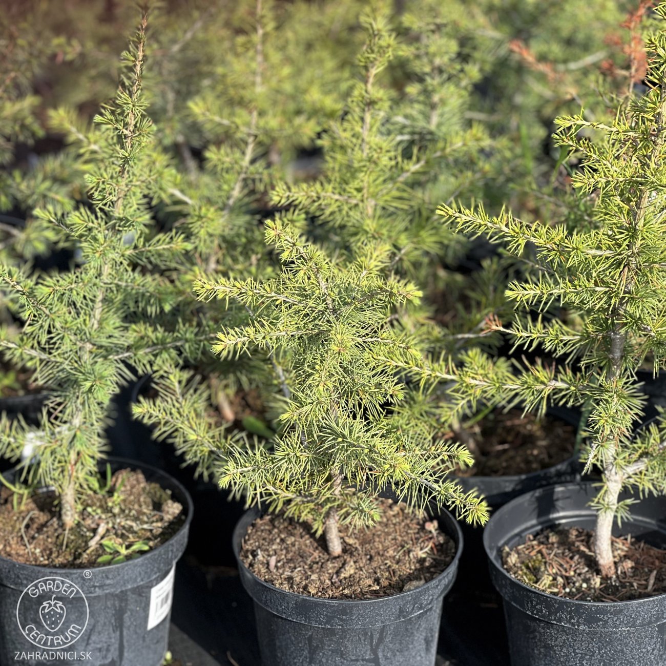 Obrázok Céder atlantský (Cedrus Atlantica) - výška: 30-50 cm, kont. C3L