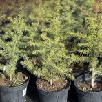 Céder atlantský (Cedrus Atlantica) - výška: 30-50 cm, kont. C3L