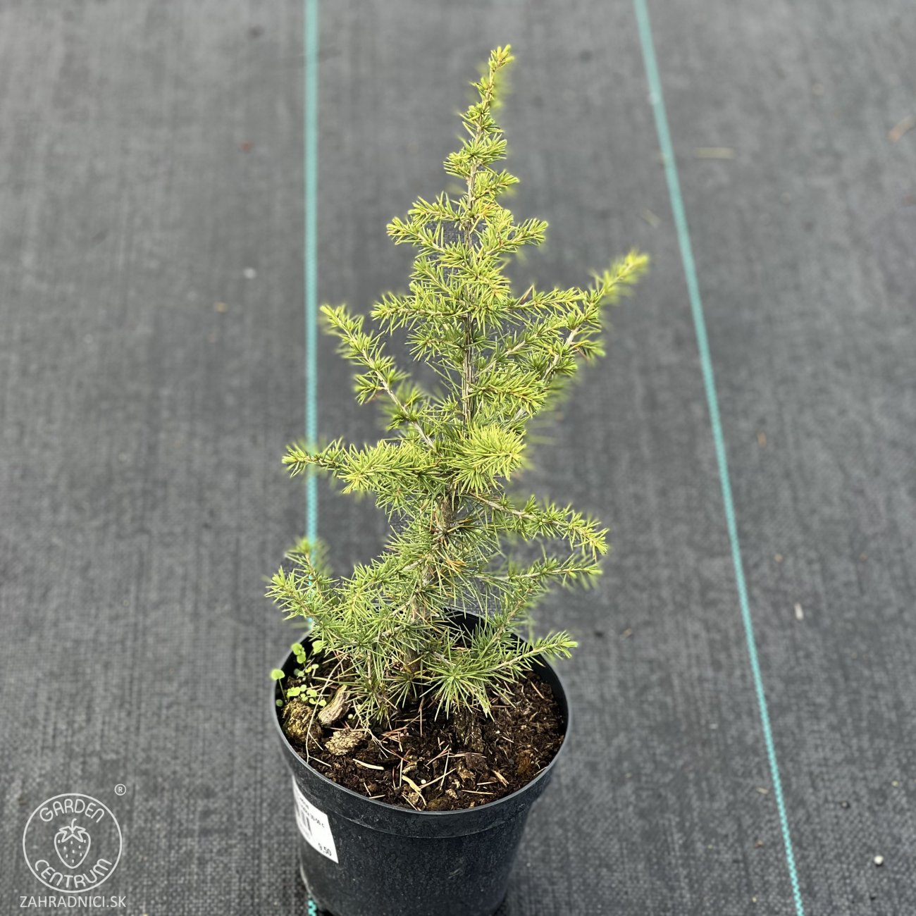 Obrázok Céder atlantský (Cedrus Atlantica) - výška: 30-50 cm, kont. C3L