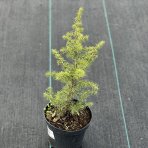 Céder atlantský (Cedrus Atlantica) - výška: 30-50 cm, kont. C3L