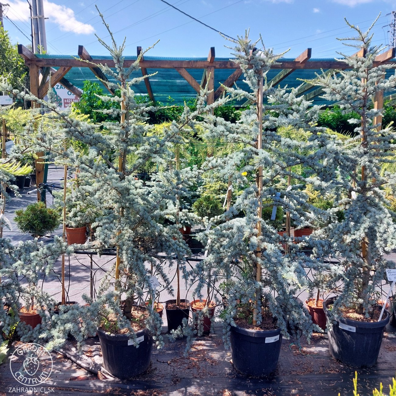 Obrázok Céder atlantský (Cedrus atlantica) ´GLAUCA´ - výška 160-180 cm, kont. C20L