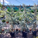 Céder atlantský (Cedrus atlantica) ´GLAUCA´ - výška 160-180 cm, kont. C20L