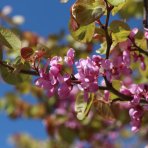 Judášovec strukový (Cercis Siliquastrum) - výška 30-40 cm, kont. C2L