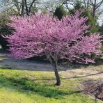 Judášovec strukový (Cercis Siliquastrum) - výška 30-40 cm, kont. C2L