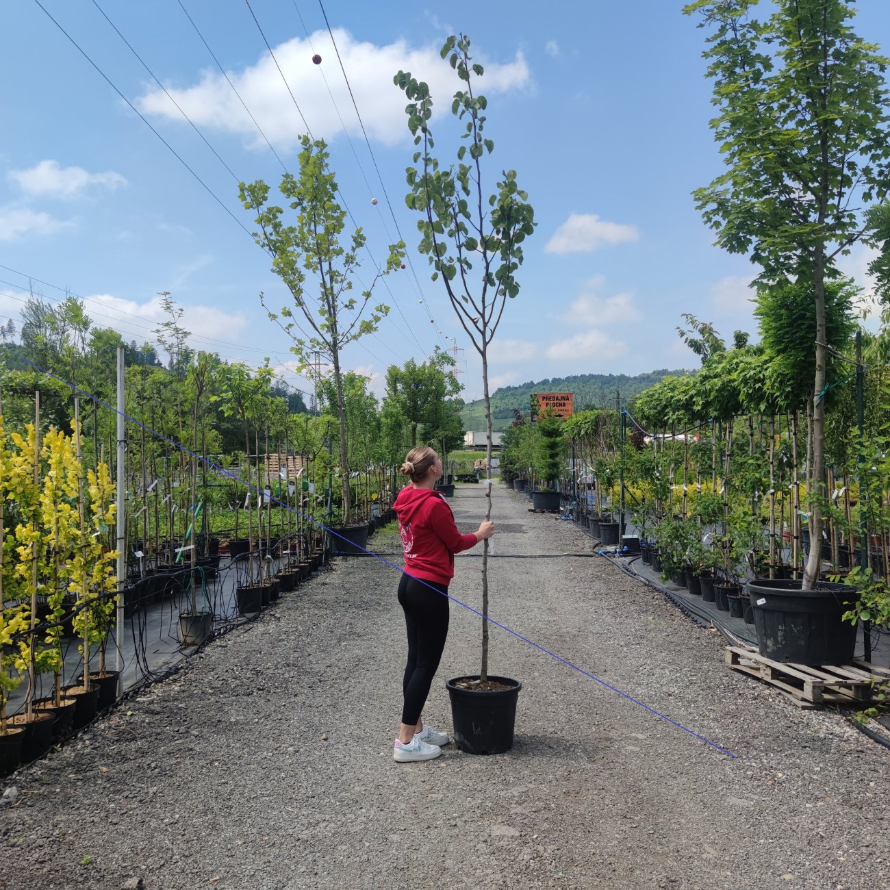 Obrázok Judášovec strukový (Cercis Siliquastrum) výška- 300-340 cm, obvod kmeňa 8/10 cm, kont C45L (-18°C) - NA KMIENKU