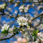 Čerešňa vtáčia (Prunus avium) ‘REGINA’ - neskorá, výška 150-180 cm, kont. C5L