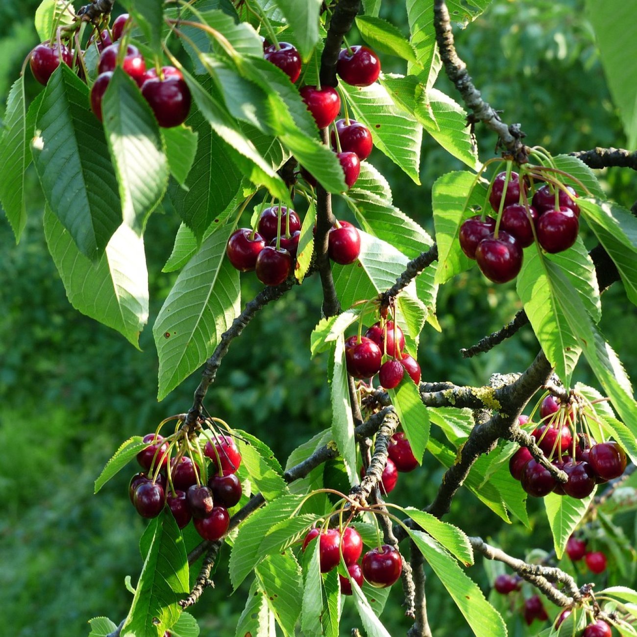 Obrázok Čerešňa vtáčia (Prunus avium) ‘REGINA’ - neskorá, výška 150-180 cm, kont. C5L
