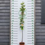 Čerešňa vtáčia (Prunus avium) ´RIVAN´ - skorá, výška 150-180 cm, kont. C5L