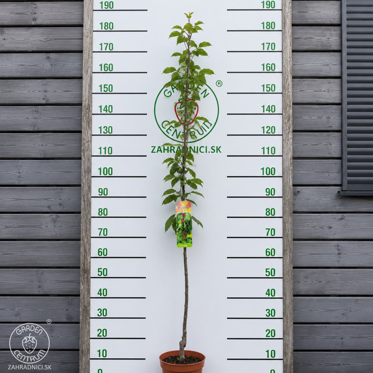 Obrázok Čerešňa vtáčia (Prunus avium) ‘REGINA’ - neskorá, výška 150-180 cm, kont. C5L