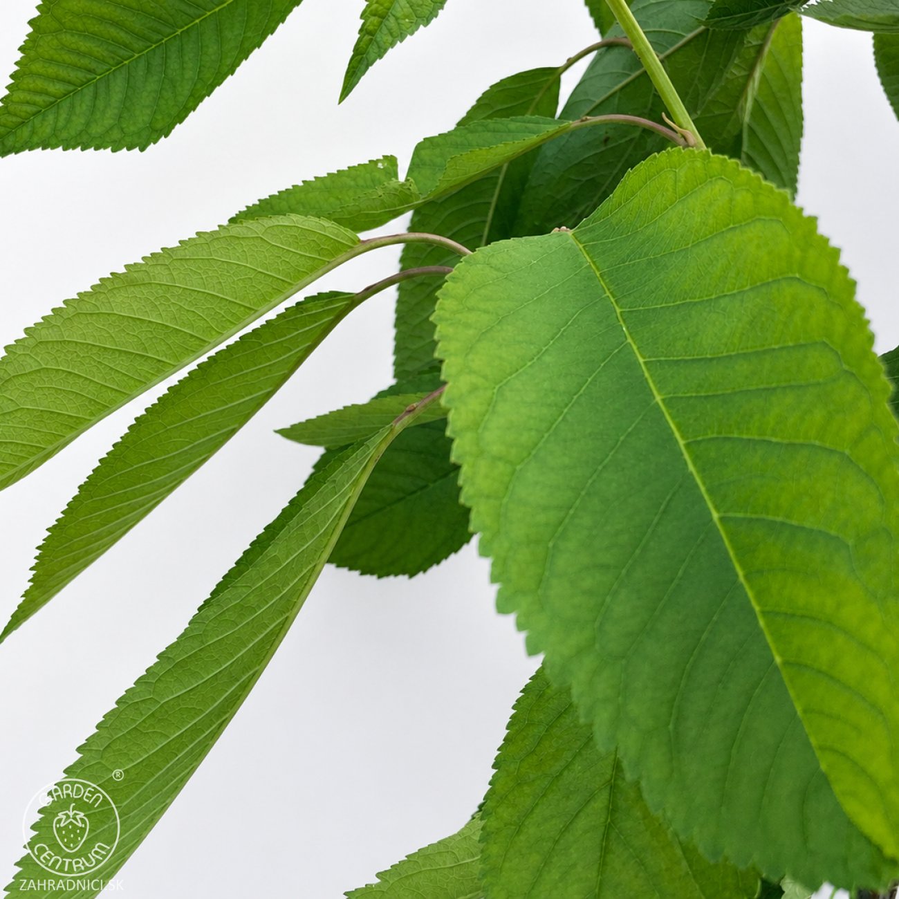 Obrázok Čerešňa vtáčia (Prunus avium) ‘REGINA’ - neskorá, výška 150-180 cm, kont. C5L