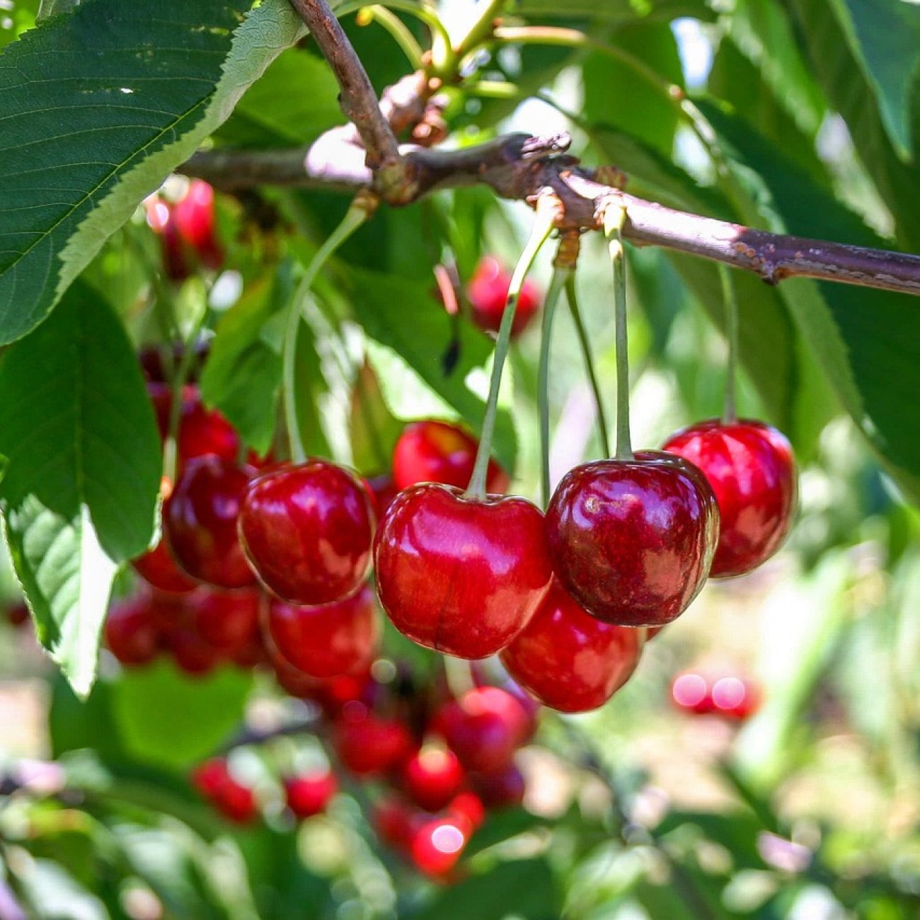 Obrázok Čerešňa vtáčia (Prunus avium) ´BURLAT´ - skorá, výška 160-180 cm, obvod kmeňa: 4/6 cm, kont. C10L
