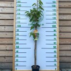 Stĺpovitá čerešňo-višňa (Prunus avium x cerasus) ´CAROLINE´ - skorá, výška 130-150 cm, kont. C7L