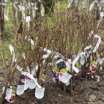 Mini čerešňa nízkokmenná (Prunus Avium) ´GARDEN BING®´ - stredne skorá, výška 60-80 cm, voľnokorenná
