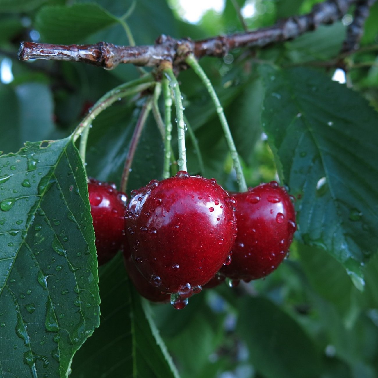 Obrázok Čerešňa vtáčia (Prunus avium) ´SCHNEIDEROVA´ - neskorá, výška 120-150 cm, voľnokorenná