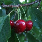 Čerešňa vtáčia (Prunus avium) ´SCHNEIDEROVA´ - neskorá, výška 120-150 cm, voľnokorenná