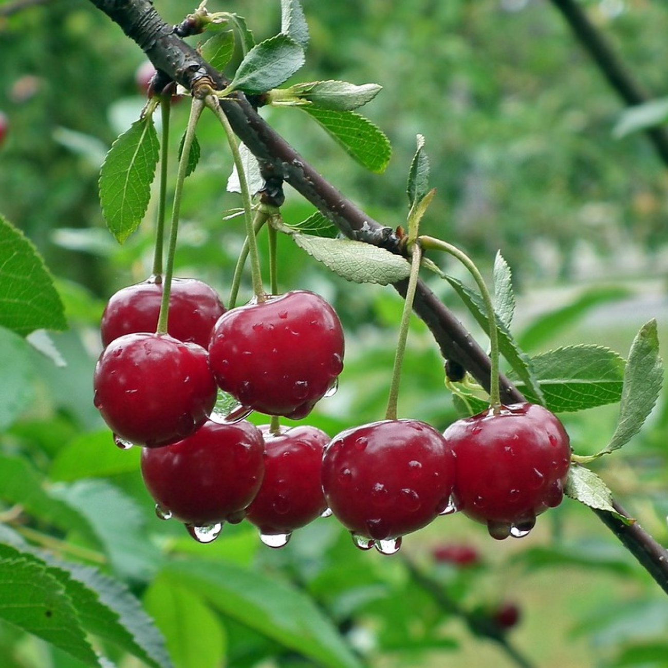 Obrázok Čerešňa vtáčia (Prunus avium) ´LAPINS´ - neskorá, výška 120-150 cm, voľnokorenná
