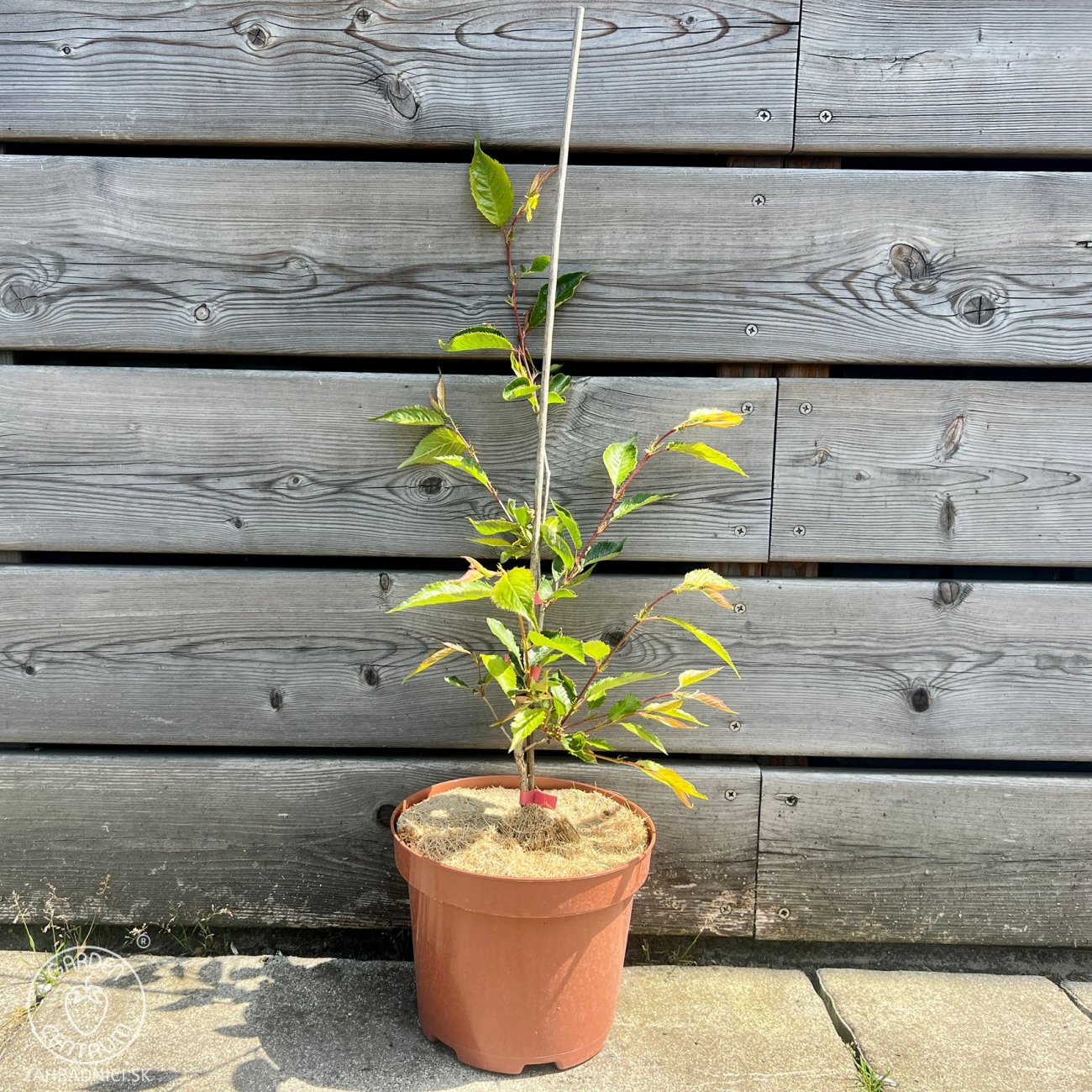 Obrázok Čerešňa okrasná (Prunus serrulata) ´ACCOLADE´ - výška 30-50 cm, kont. C3L