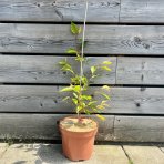 Čerešňa okrasná (Prunus serrulata) ´ACCOLADE´ - výška 30-50 cm, kont. C3L