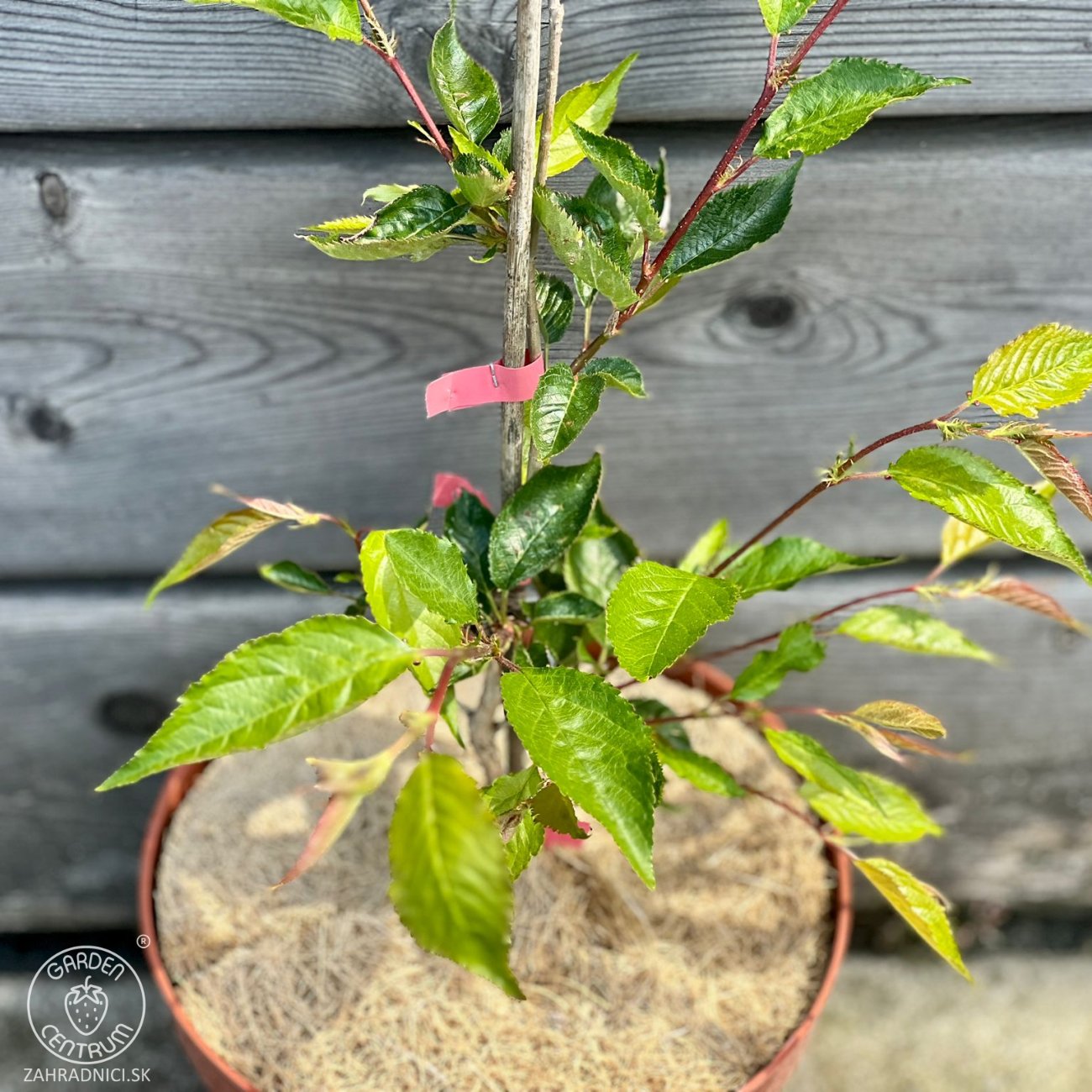 Obrázok Čerešňa okrasná (Prunus serrulata) ´ACCOLADE´ - výška 30-50 cm, kont. C3L
