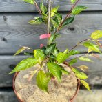 Čerešňa okrasná (Prunus serrulata) ´ACCOLADE´ - výška 30-50 cm, kont. C3L