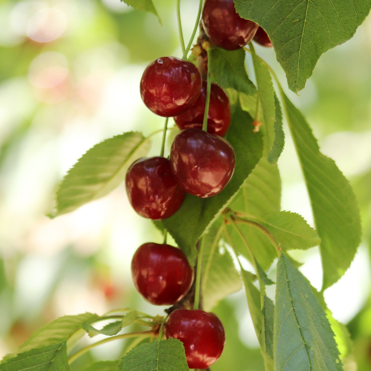 Obrázok Stĺpovitá čerešňa (Prunus avium) ´QUEEN MARY´ - stredne skorá - výška 140-160 cm, kont. C7L