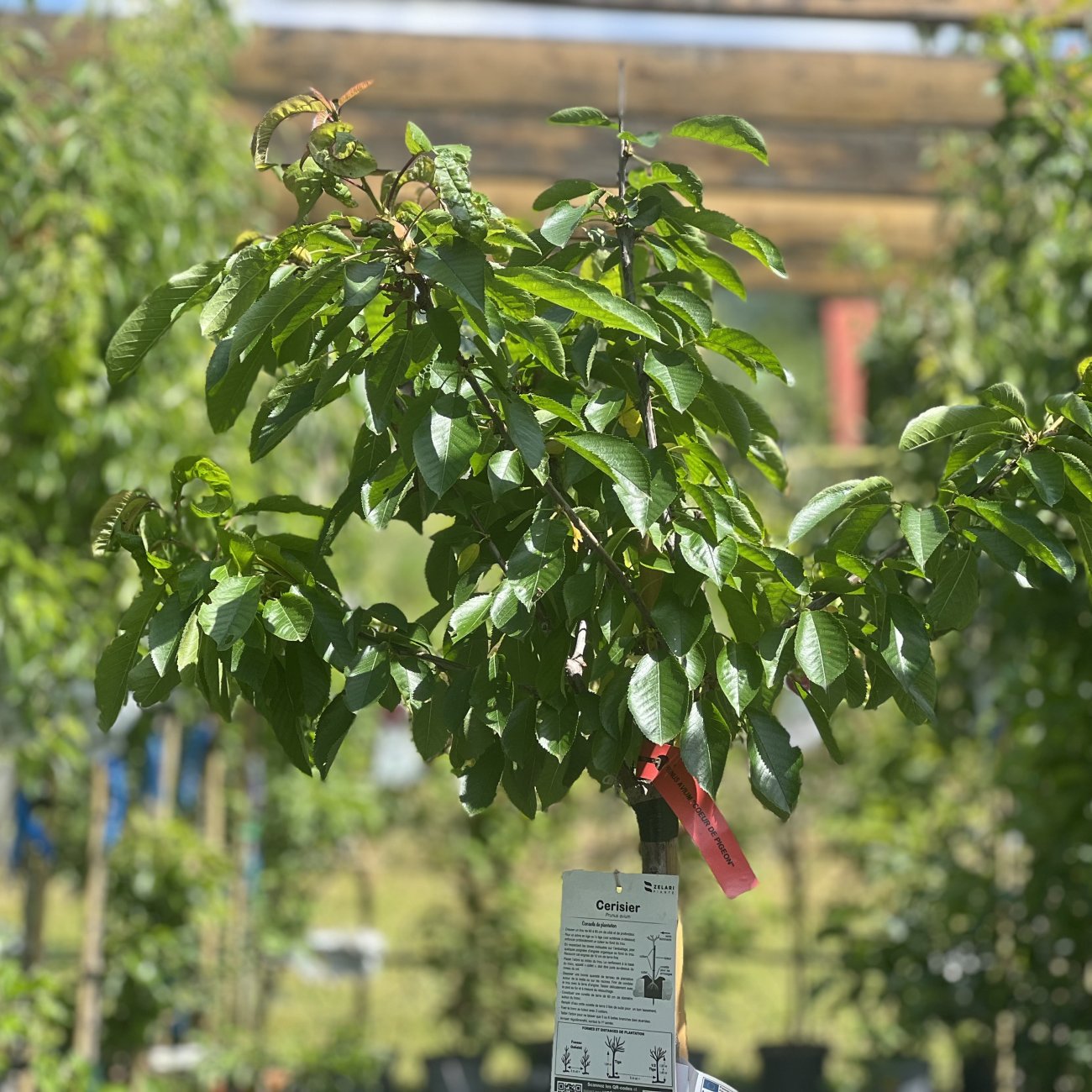 Obrázok Čerešňa vtáčia (Prunus avium) ´BURLAT´ - skorá, výška 160-180 cm, obvod kmeňa: 4/6 cm, kont. C10L