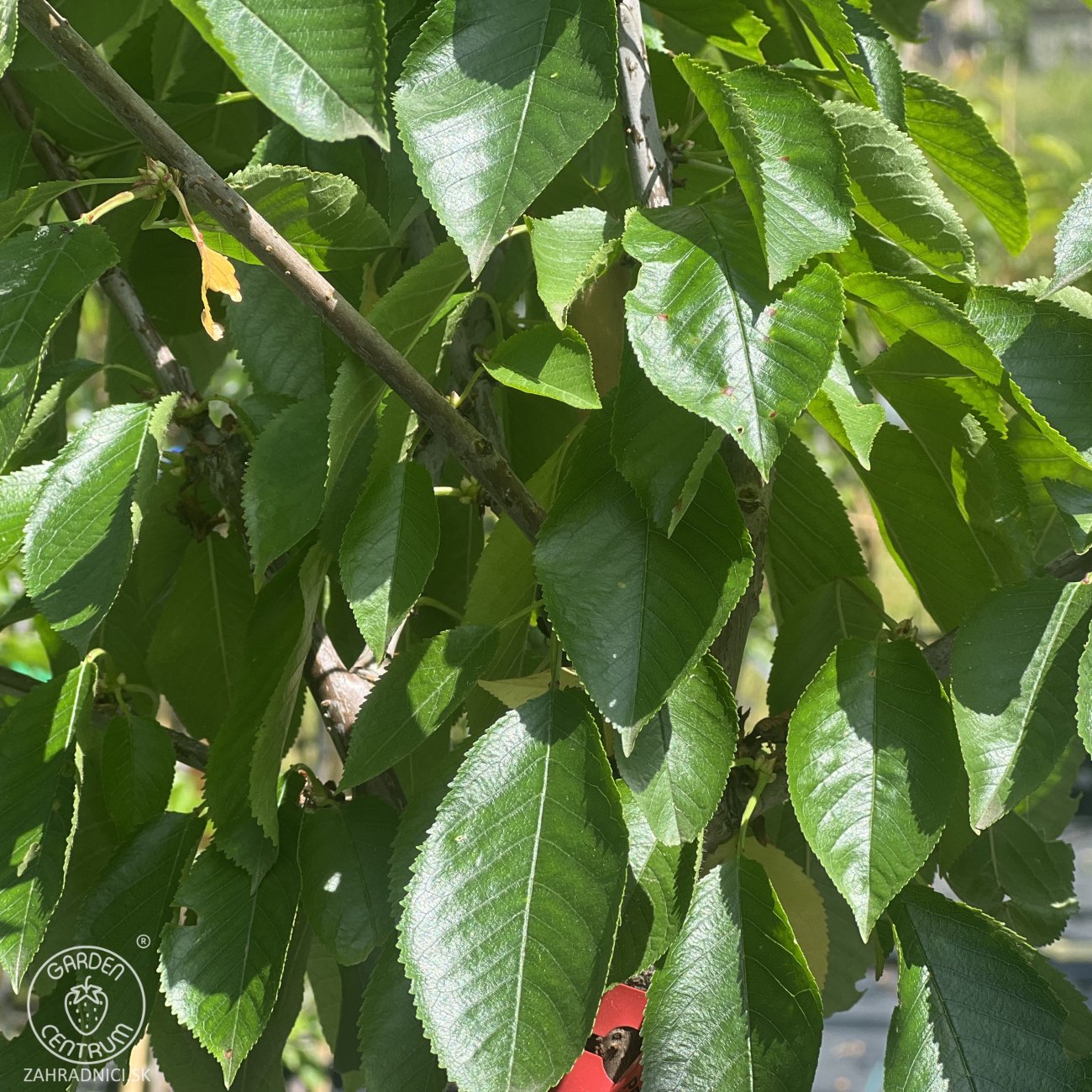 Obrázok Čerešňa vtáčia (Prunus avium) ´BURLAT´ - skorá, výška 160-180 cm, obvod kmeňa: 4/6 cm, kont. C10L