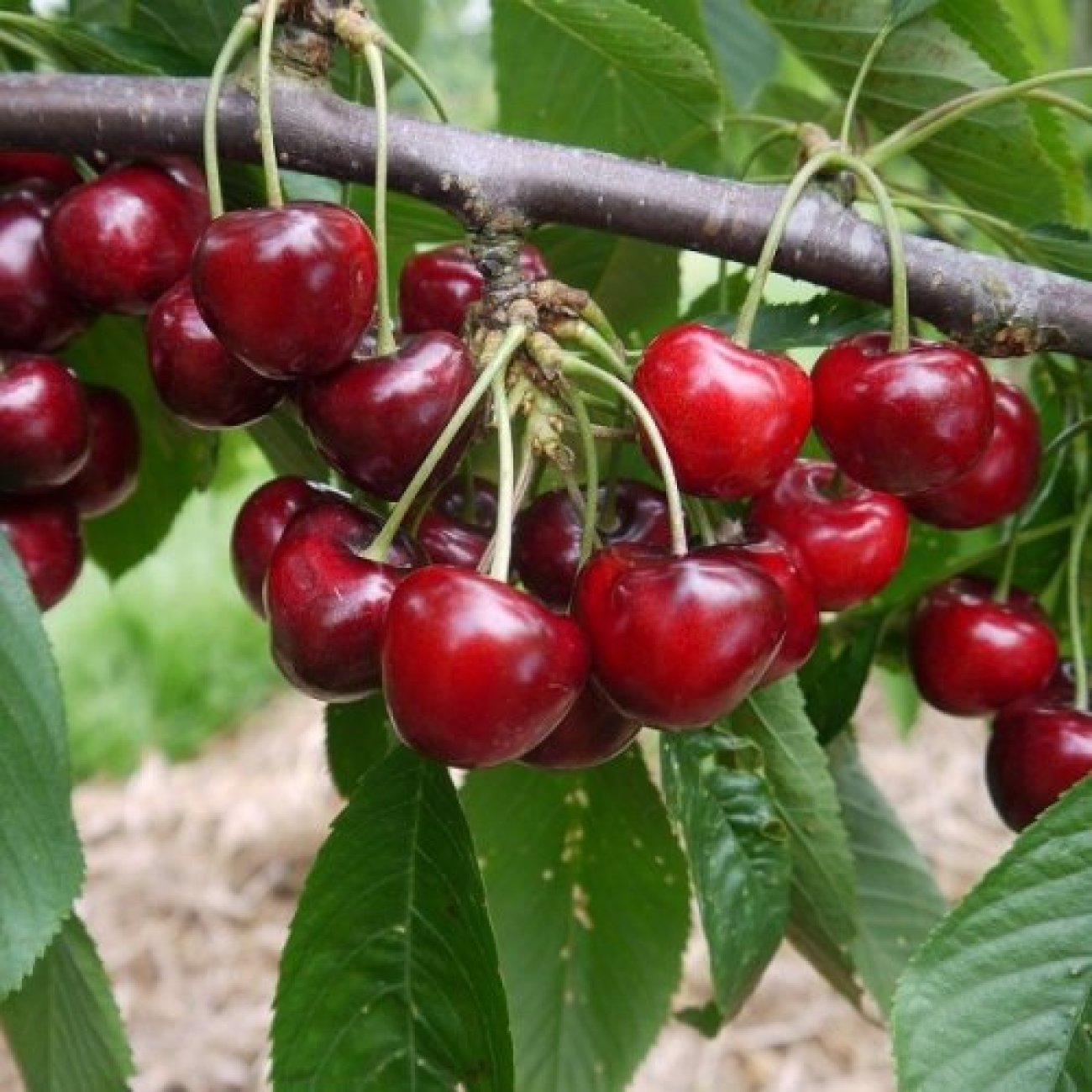 Obrázok Čerešňa vtáčia (Prunus avium) ´SUNBURST´ - skorá, výška 120-150 cm, voľnokorenná