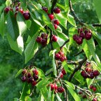 Čerešňa vtáčia (Prunus avium) ´REGINA´ - neskorá, výška 120-150 cm, voľnokorenná
