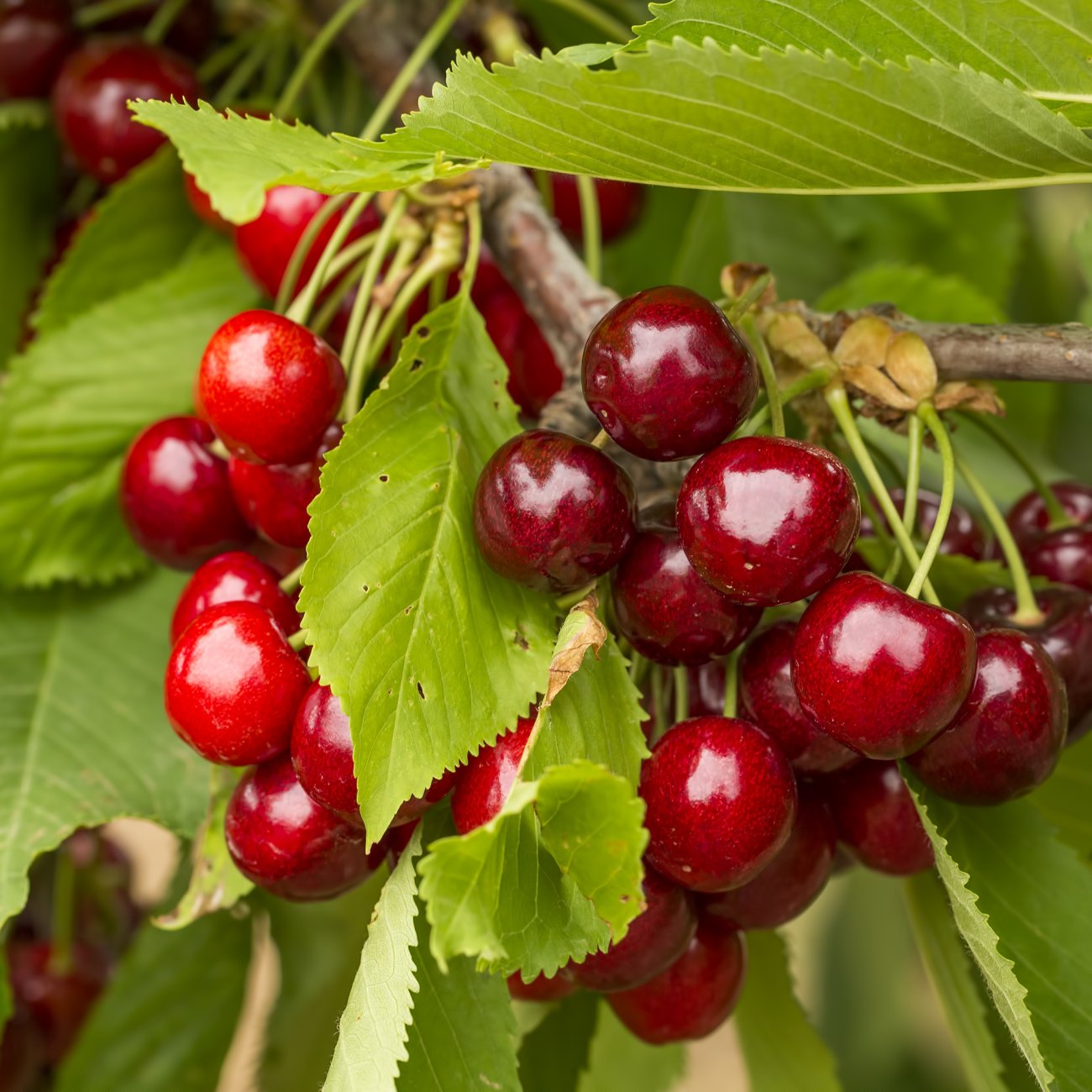 Obrázok Stĺpovitá čerešňa (Prunus avium) ´SILVIA´ - neskorá - výška 140-170 cm, voľnokorenná
