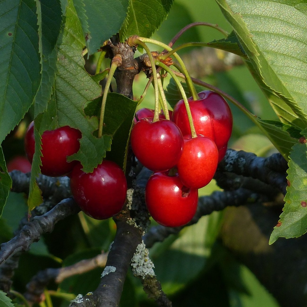 Obrázok Čerešňa vtáčia (Prunus avium) ´SUMMIT´ - stredne skorá, výška 120-150 cm, voľnokorenná