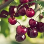 Čerešňa vtáčia (Prunus avium) ´TECHLOVAN´ - stredne skorá, výška 150-180 cm, kont. C5L