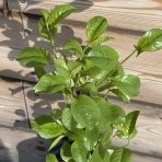 Mini višňa - čerešňa višňová (Prunus cerasus x fruticosa) 'CARMINE JEWEL' - výška 70-90 cm, kont. C5L - KRÍKOVÁ