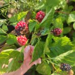 Černica nepichľavá (Rubus fruticosus) ´NAVAHO´ - skorá, výška 30-50 cm; kont.C1.5L/C2L