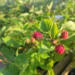Černica nepichľavá (Rubus fruticosus) ´NAVAHO´ - skorá, výška 30-50 cm; kont.C1.5L/C2L