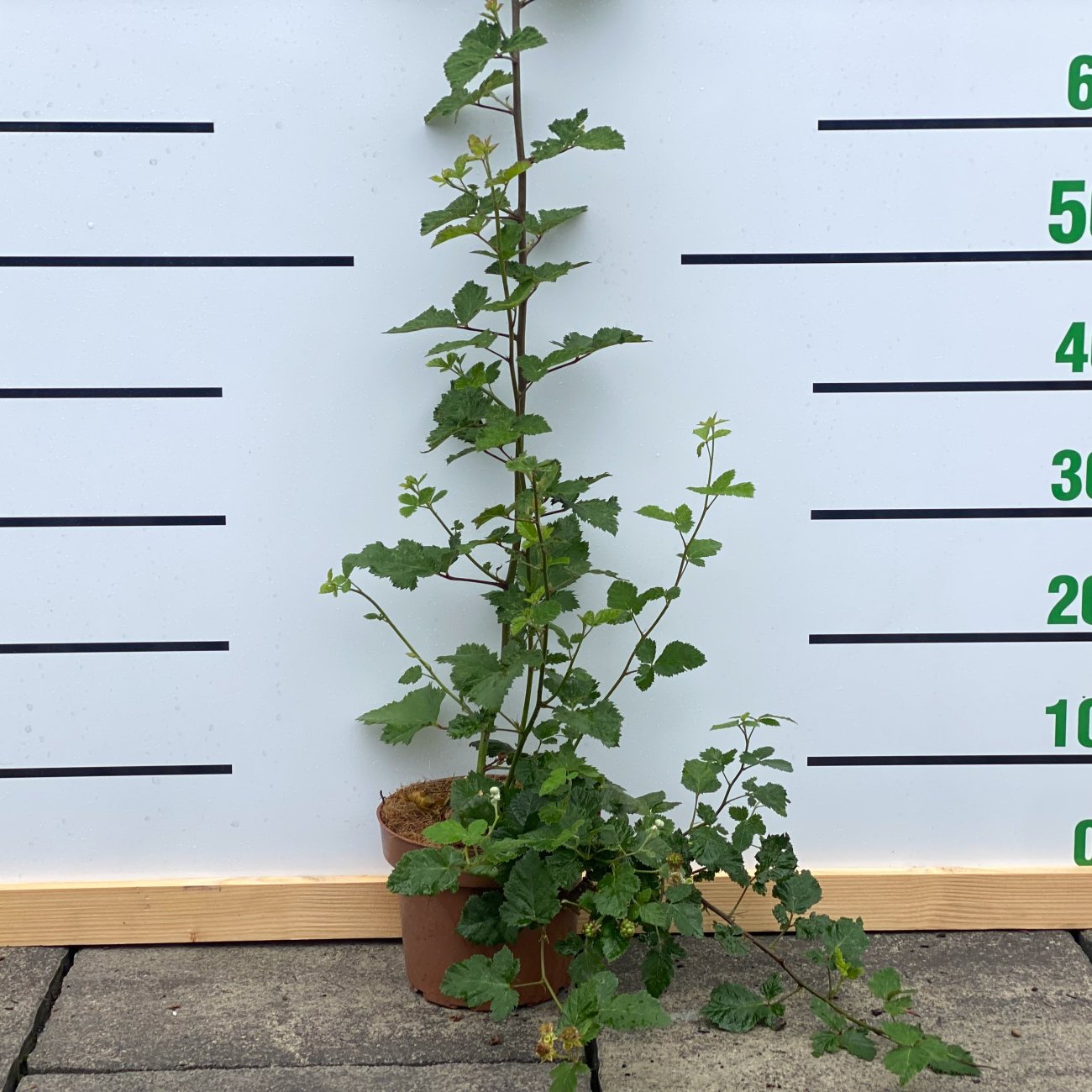 Obrázok Černica nepichľavá - beztŕňová, veľkoplodá (Rubus fruticosus) ´THORN FREE´ - výška 20-30 cm, kont. C2L, skorá