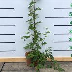 Černica nepichľavá - beztŕňová, veľkoplodá (Rubus fruticosus) ´THORN FREE´ - výška 20-30 cm, kont. C2L, skorá