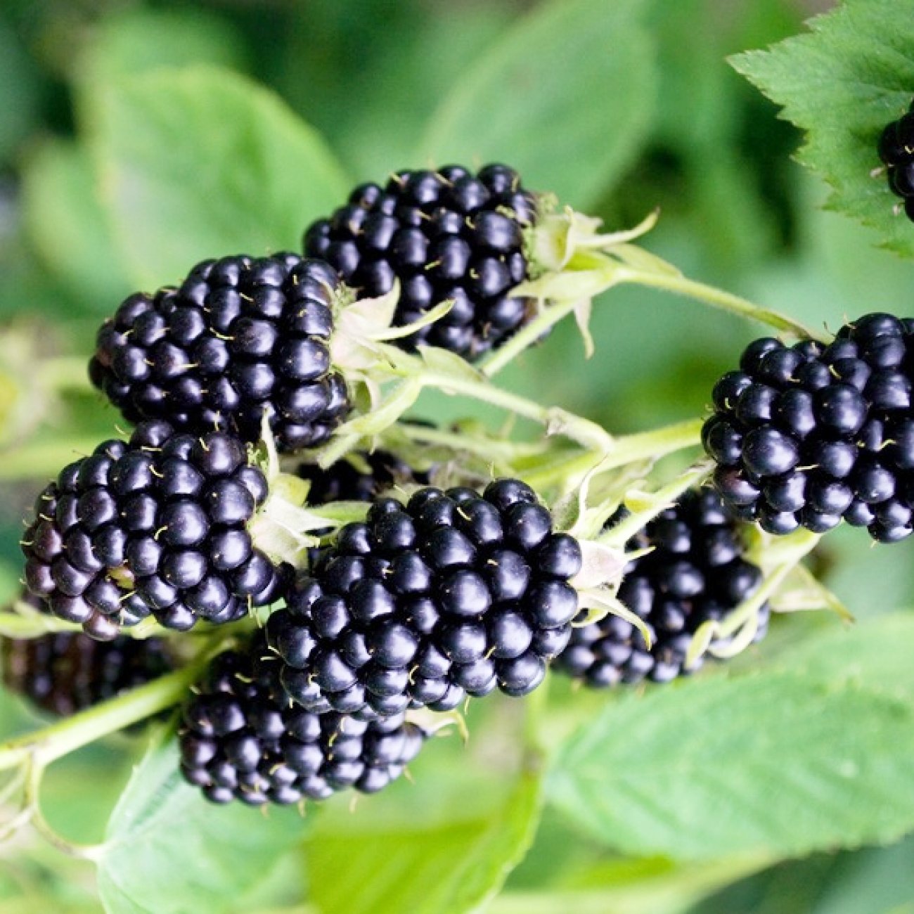 Obrázok Černica nepichľavá, veľkoplodá (Rubus fruticosus) ´LOCH NESS´ - skorá 20-40 cm, kont. C1.5L