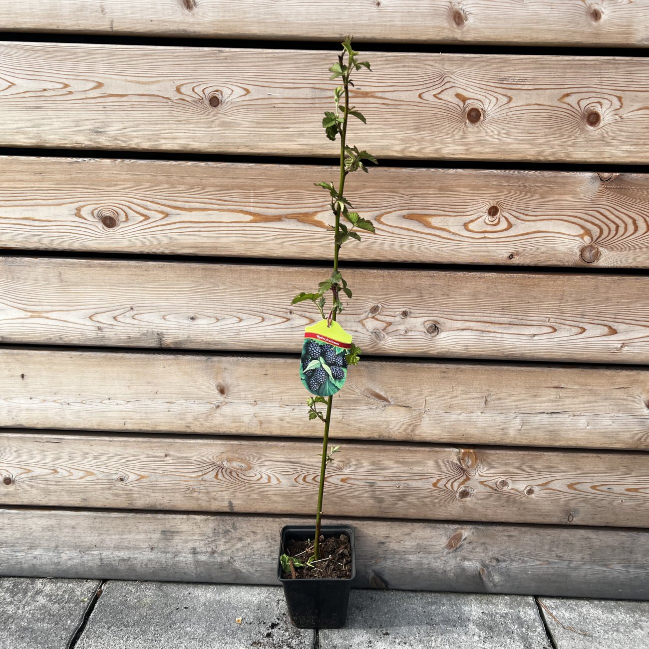 Obrázok Černica nepichľavá, veľkoplodá (Rubus fruticosus) ´LOCH NESS´ - skorá 20-40 cm, kont. C1.5L