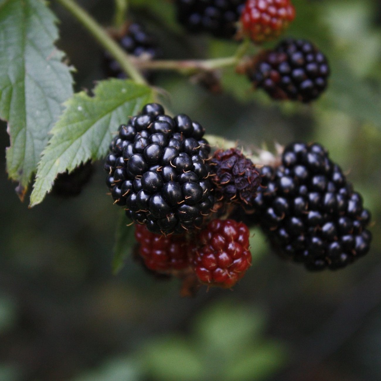 Obrázok Černica nepichľavá - beztŕňová, veľkoplodá (Rubus fruticosus) ´THORN FREE´ - výška 20-30 cm, kont. C2L, skorá