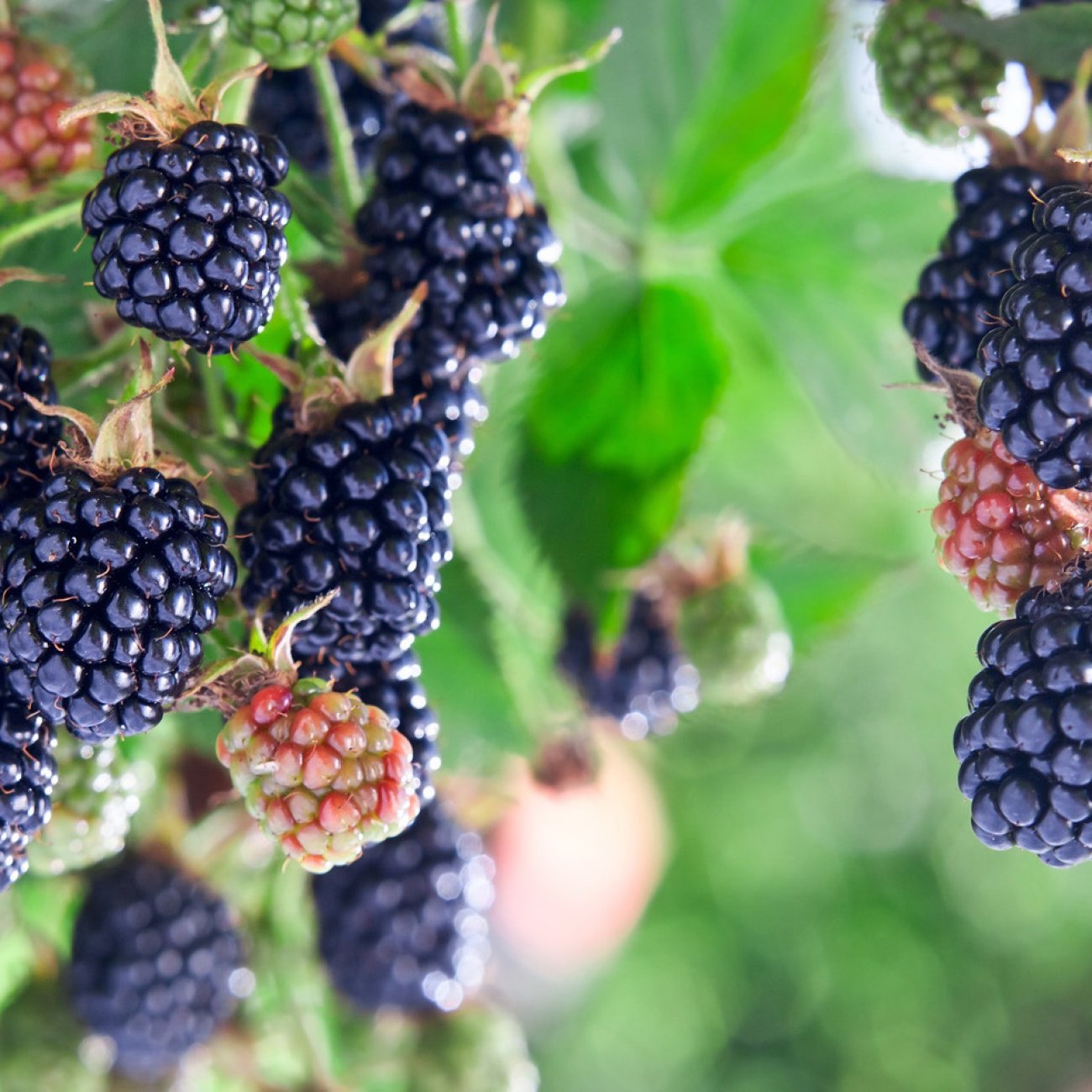 Obrázok Černica nepichľavá - beztŕňová (Rubus fruticosus) ´TRIPLE CROWN´ - výška 20-30 cm, kont. C2L, stredne skorá