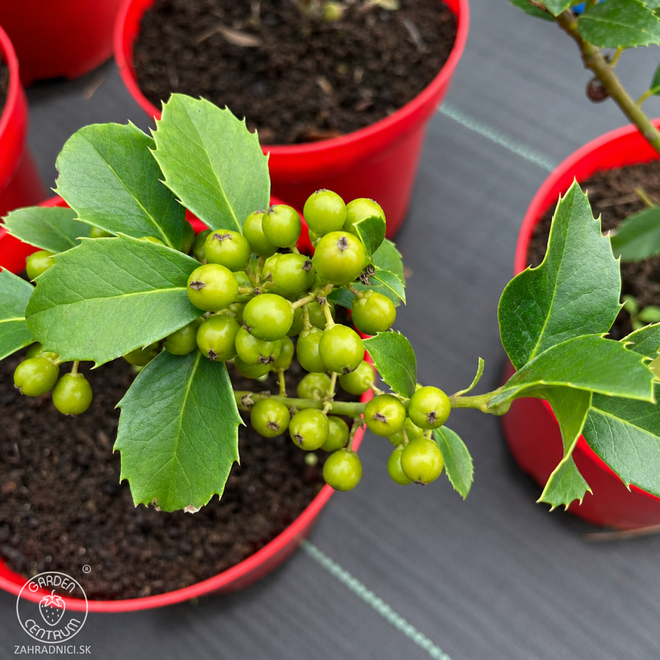 Obrázok Cezmína modrá (Ilex × meserveae) ‘HECKENFEE’® - výška 20-30 cm, kont. C2L