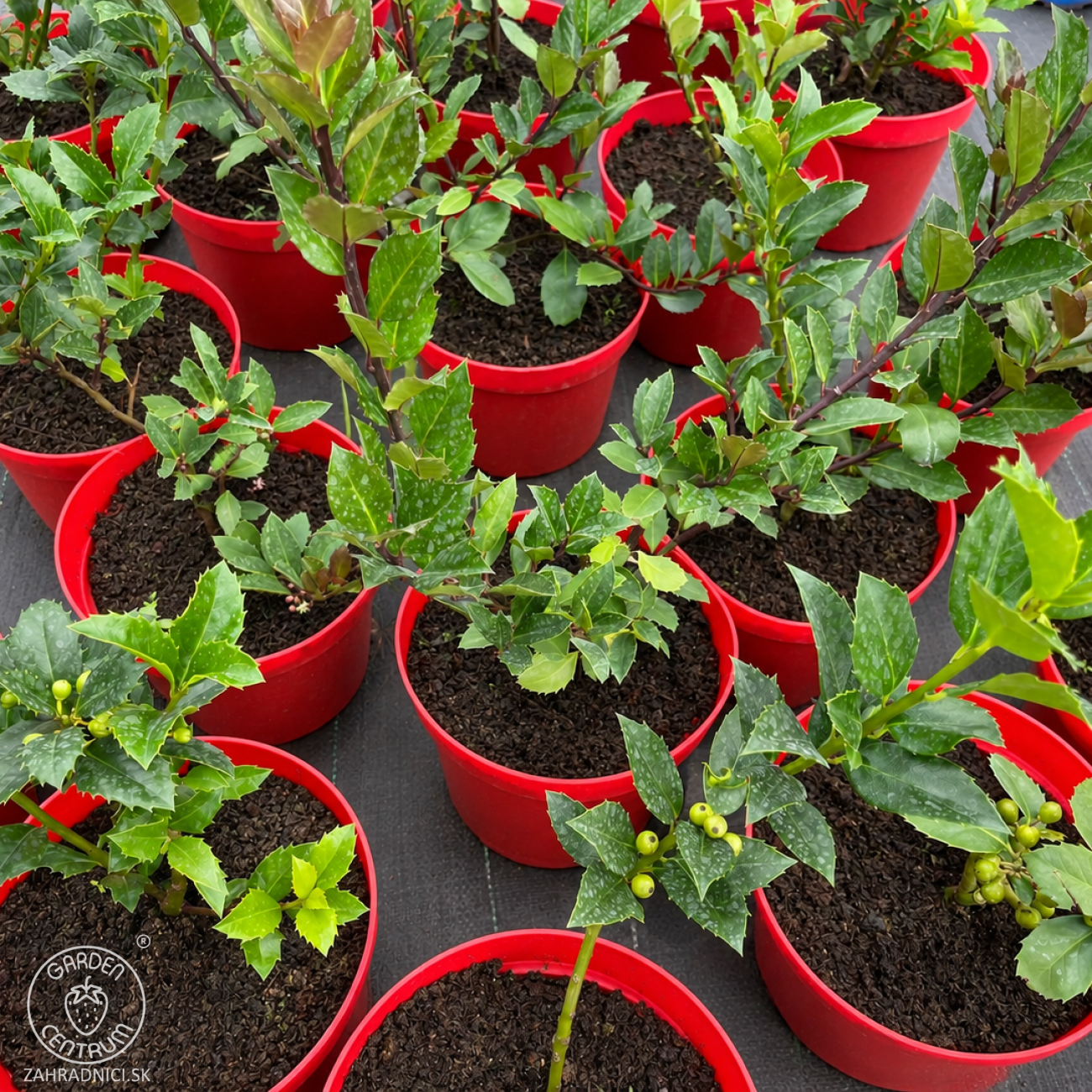 Obrázok Cezmína modrá (Ilex × meserveae) ‘HECKENFEE’® - výška 20-30 cm, kont. C2L