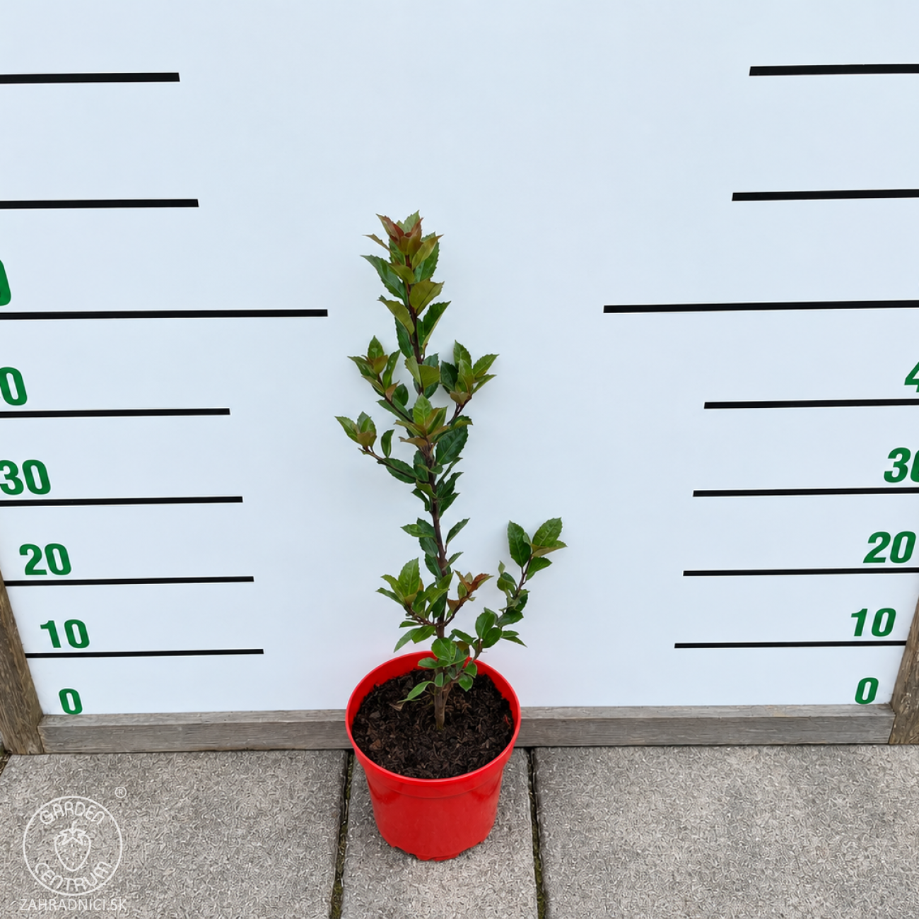 Obrázok Cezmína modrá (Ilex × meserveae) ‘HECKENFEE’® - výška 20-30 cm, kont. C2L