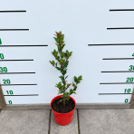 Cezmína modrá (Ilex × meserveae) ‘HECKENFEE’® - výška 20-30 cm, kont. C2L