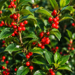 Cezmína modrá (Ilex × meserveae) ‘HECKENFEE’® - výška 20-30 cm, kont. C2L
