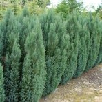 Cypruštek Lawsonov (Chamaecyparis lawsoniana) ´ELLWOODII´ - výška 20-30 cm, kont. C2L