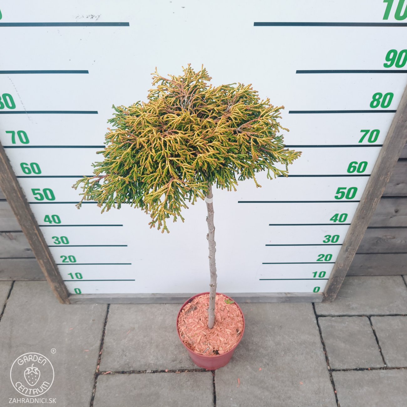 Obrázok Cypruštek tupolistý (Chamaecyparis obtusa) ´GITTE´ - výška 100-120 cm, kont. C5L - NA KMIENKU